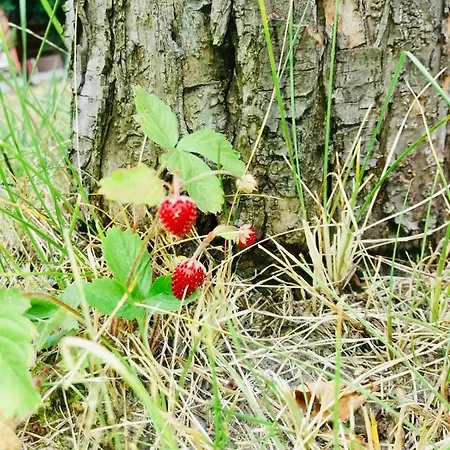 Séjour chez l'habitant Domowe Zalesie Piaseczno (Masovia)