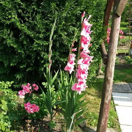 Domowe Zalesie Piaseczno (Masovia)